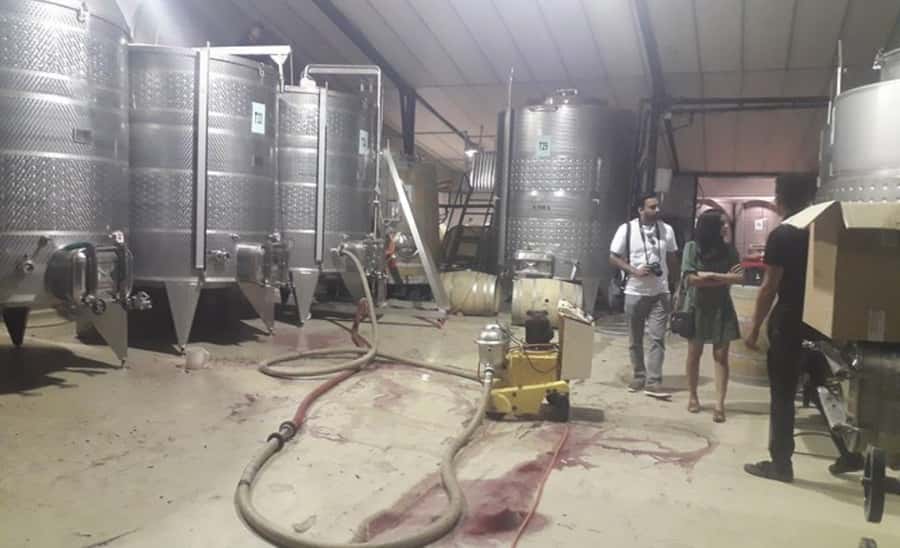 Stellenbosch: Half-Day Wine Tour - Who this tour suits best (and who should think twice)