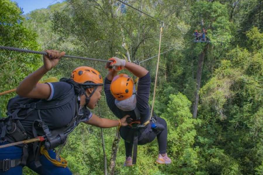 Storms River: Tsitsikamma National Park Zipline Canopy Tour - What you see: Outeniqua Yellowwood trees, tree ferns, and birdlife
