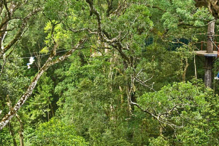 Storms River: Tsitsikamma National Park Zipline Canopy Tour - Should you book Storms River’s Tsitsikamma zipline canopy tour?