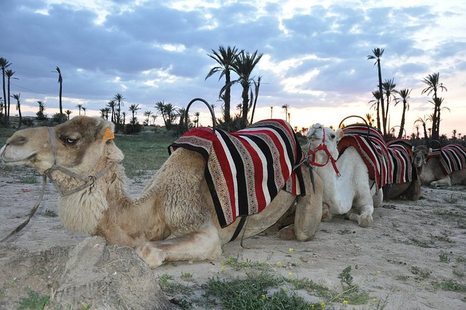 Sunset Camel Ride in the Palm Grove of Marrakech - The camel ride at sunset: timing, pace, and photo moments