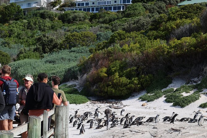 Supersaver: Cape of Good Hope and Cape Point Day Tour from Cape Town - Hout Bay Harbour: Seal Island Boat Trip or Flea Market Browsing