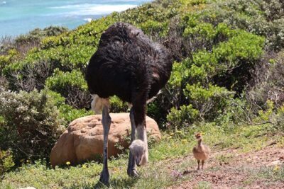 Supersaver: Cape of Good Hope and Cape Point Day Tour from Cape Town - Camps Bay and Maidens Cove: The Twelve Apostles Shot You’ll Want