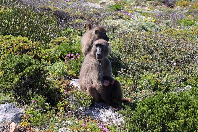 Supersaver: Cape of Good Hope and Cape Point Day Tour from Cape Town - Cape of Good Hope Reserve: Currents, Cape Point, and Time Choices