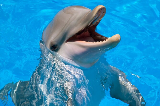 Swimming With Dolphin in Red Sea Adventure with Lunch - Hurgada - Key Things To Know Before You Go Snorkeling at Dolphin House
