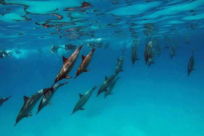Swimming With Dolphin in Red Sea Adventure with Lunch - Hurgada - Dolphin House, Red Sea Style: Why This Area Gets So Much Attention
