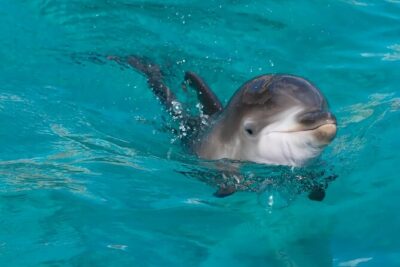 Swimming With Dolphin in Red Sea Adventure with Lunch - Hurgada - The 8-Hour Flow: Pickup, Cruise, Snorkel Stops, and Lunch at Sea