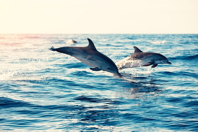 Swimming With Dolphin in Red Sea Adventure with Lunch - Hurgada - Banana Ride and Quadra: Fun Extras With Different Risk Levels
