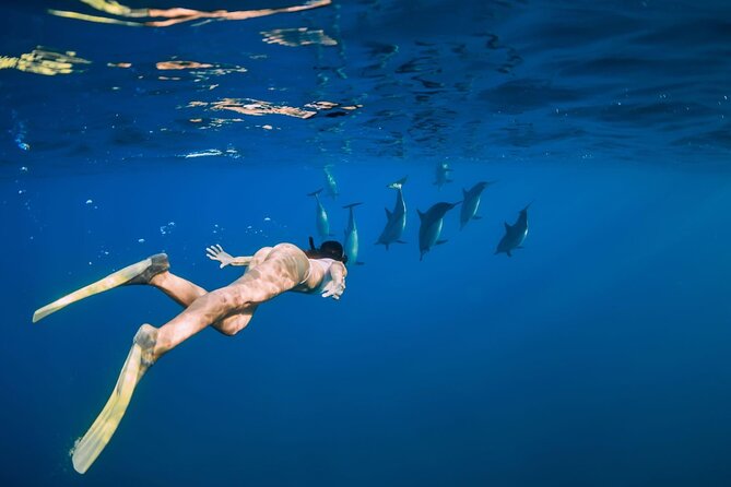 Swimming With Dolphin in Red Sea Adventure with Lunch - Hurgada - Price and Value in Hurghada: The $5 Deal With Real Fees to Budget