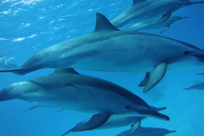 Swimming with Dolphin VIP Snorkeling Sea Trip With Lunch and Transfer - Hurghada - Pickup and boat timing: what the 8 hours usually mean