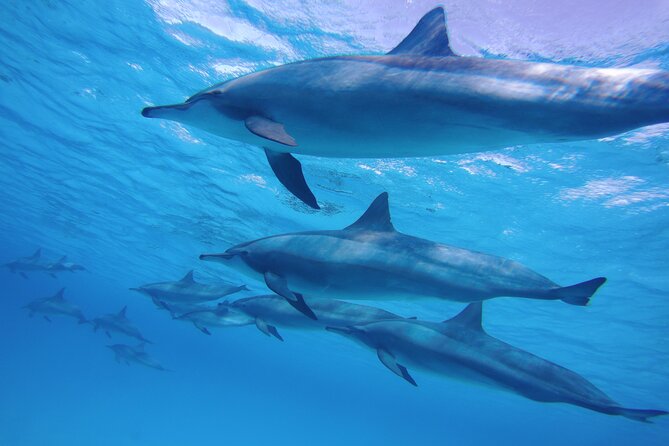 Swimming with Dolphin VIP Snorkeling Sea Trip With Lunch and Transfer - Hurghada - Dolphin House: best odds, realistic expectations
