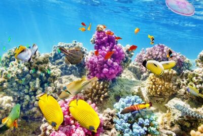 Swimming with Dolphin VIP Snorkeling Sea Trip With Lunch and Transfer - Hurghada - Guided snorkeling at coral reefs: why the guide matters