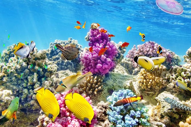 Swimming with Dolphin VIP Snorkeling Sea Trip With Lunch and Transfer - Hurghada - Guided snorkeling at coral reefs: why the guide matters