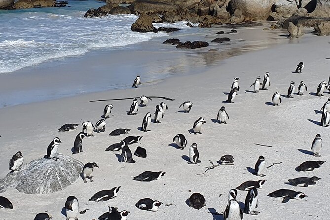 Table Mountain,Cape Point & Penguins Shared Tour, From Cape Town - Cape Point Nature Reserve: Cape’s dramatic edge and optional lighthouse time