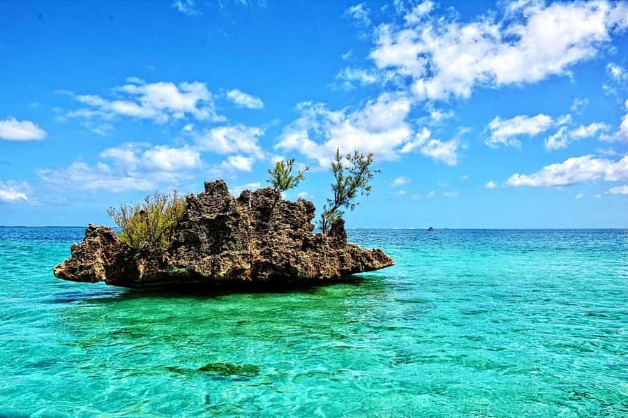 Tamarin: Dolphin Snorkel, CrystalRock, ile o Benitiers Lunch - Key things to know before you go