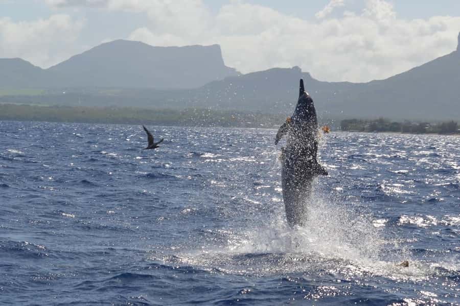 Tamarin: Dolphin Snorkel, CrystalRock, ile o Benitiers Lunch - The speedboat ride: searching for dolphins in their home waters