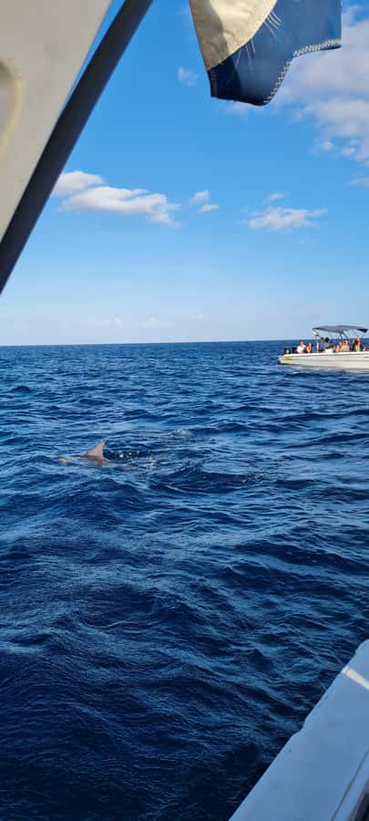 Tamarin: Dolphin Snorkel, CrystalRock, ile o Benitiers Lunch - Price and organization: worth $77, with a few real-world caveats