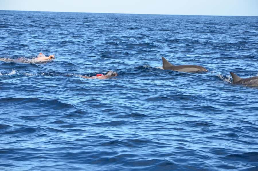 Tamarin: Dolphin Snorkel, CrystalRock, ile o Benitiers Lunch - Meeting at Tamarin Public Beach and what to expect on check-in