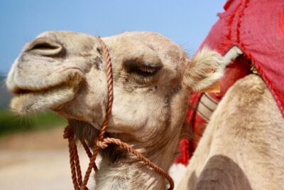 Tangier Private Customized Tours - Stop 2: Achakkar Beach Camel Riding with Atlantic and Lighthouse Views
