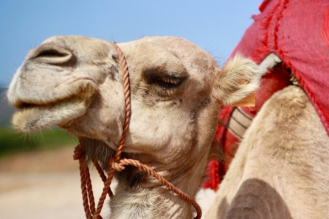 Tangier Private Customized Tours - Stop 2: Achakkar Beach Camel Riding with Atlantic and Lighthouse Views