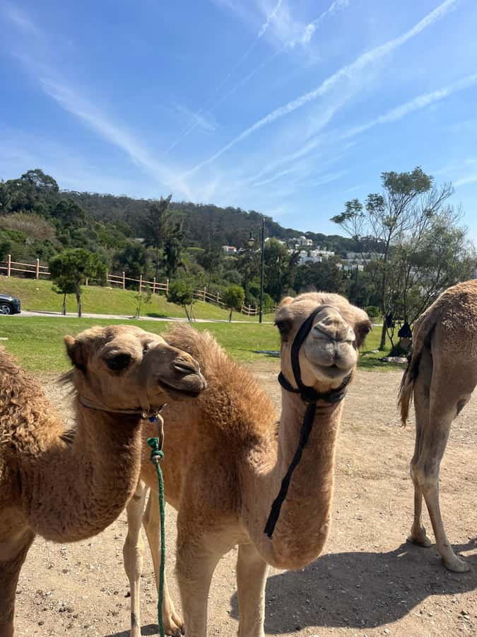 Tangier: Sunset, Tea, Sweets, Camel Ride, and Hercules Caves - Who This Tour Fits Best (and Who Might Want Another Option)