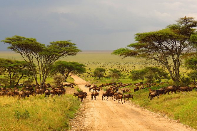 Tanzania Classic - 7 Days - Landing in Arusha: the welcome that keeps your trip stress-free