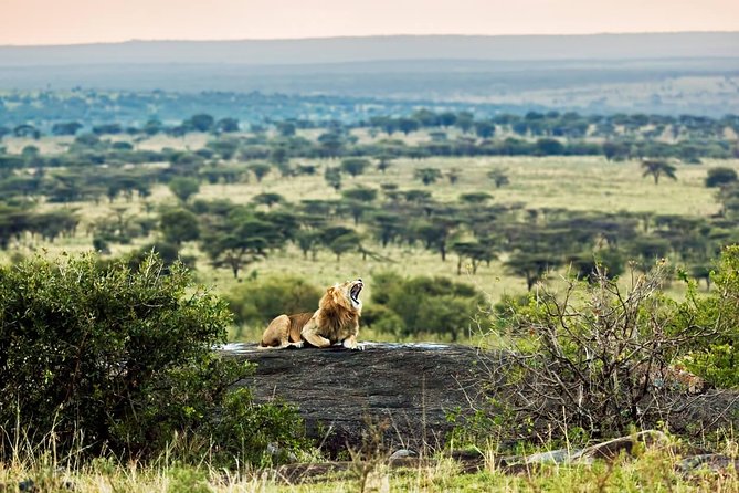 Tanzania Classic - 7 Days - Tarangire National Park: animal density and a final morning safari