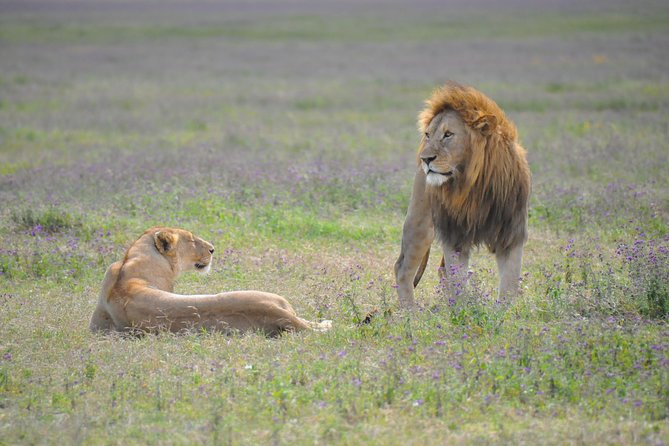 Tanzania Wildlife Encounters - 6 Days - Day 4: Serengeti game drive day with a real chunk of time