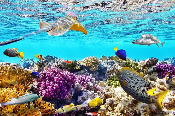 Tiran Island Snorkeling Excursion - What you get onboard: drinks, lunch, and gear that fits the day