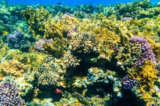 Tiran Island Snorkeling Excursion - Price and value: why $63.72 can make sense