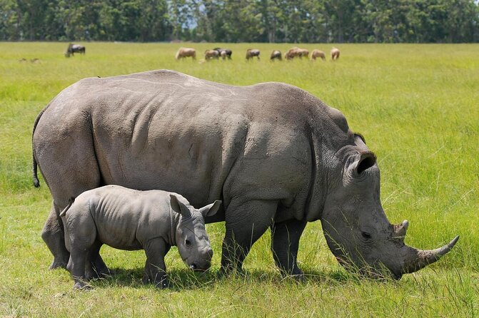 Tour: Giraffe Center and Nairobi National Park - A Nairobi city safari: how the park visit really works