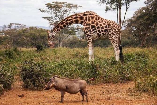 Tour: Giraffe Center and Nairobi National Park - Giraffe Centre: up-close giraffes with a conservation focus