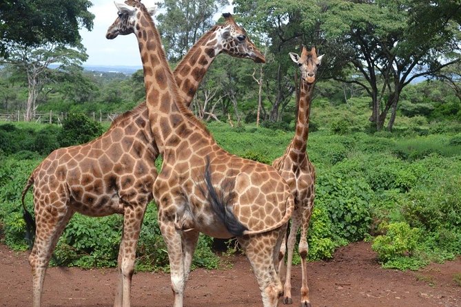 Tour: Giraffe Center and Nairobi National Park - The logistics that make it feel easy