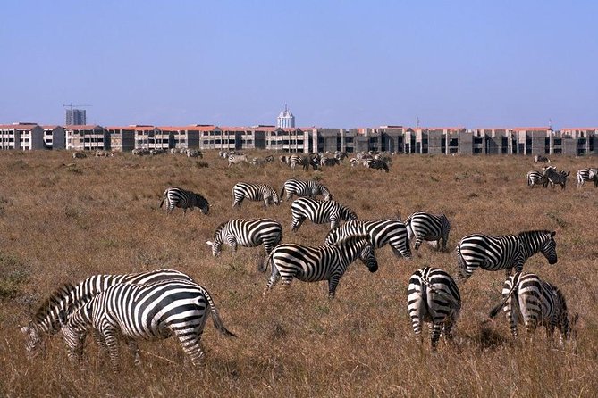 Tour: Giraffe Center and Nairobi National Park - Price and value: is $176 a good deal for Nairobi wildlife?