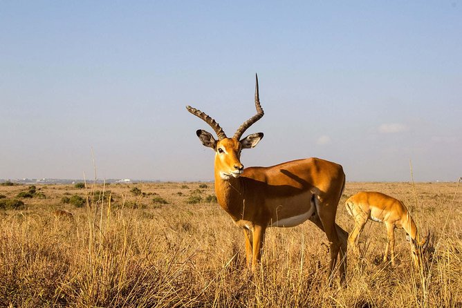 Tour: Giraffe Center and Nairobi National Park - Who this tour is perfect for