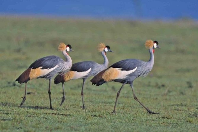 Tour: Giraffe Center and Nairobi National Park - Nairobi National Park game drive: what you can expect in three hours