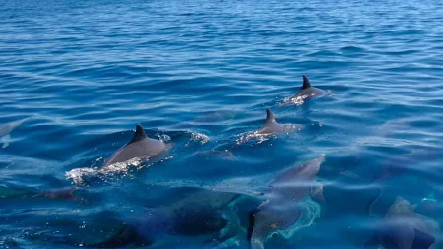 Trou d'Eau Douce: 5 Island Adventure with BBQ & Snorkeling - Entering the day at Trou d’Eau Douce, fast and focused