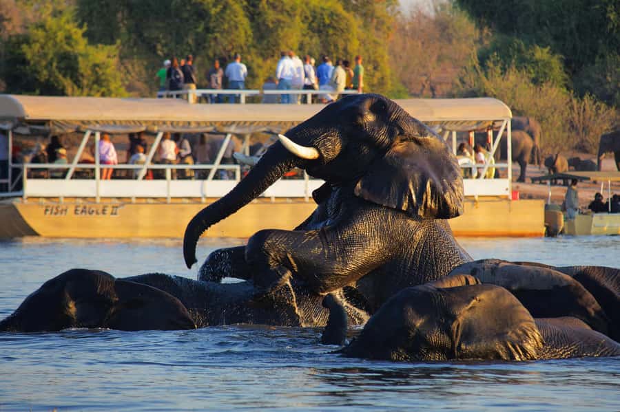 Victoria Falls: Chobe National Park Day Trip with Lunch - Victoria Falls to Kazungula: how the day starts and why it matters