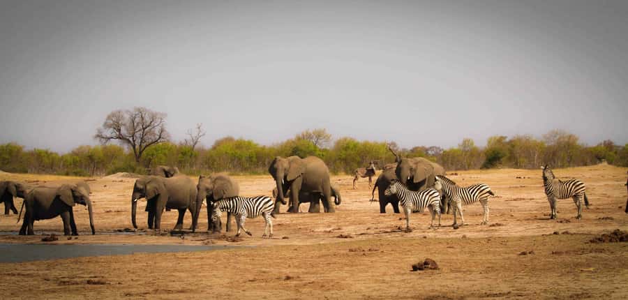 Victoria Falls: Chobe National Park Day Trip with Lunch - Chobe River cruise: where wildlife feels close and personal