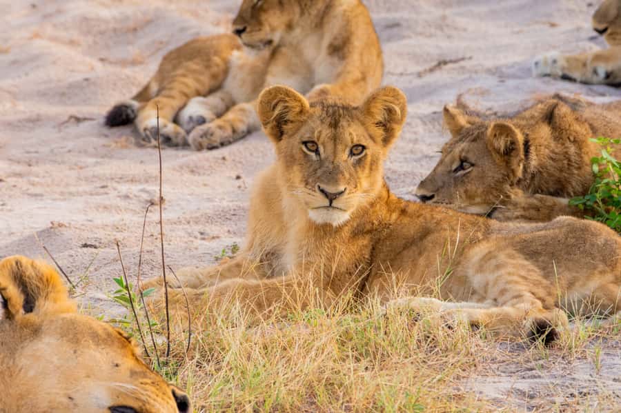 Victoria Falls: Chobe National Park Day Trip with Lunch - Price and value: the real cost picture ($170 plus park fees)