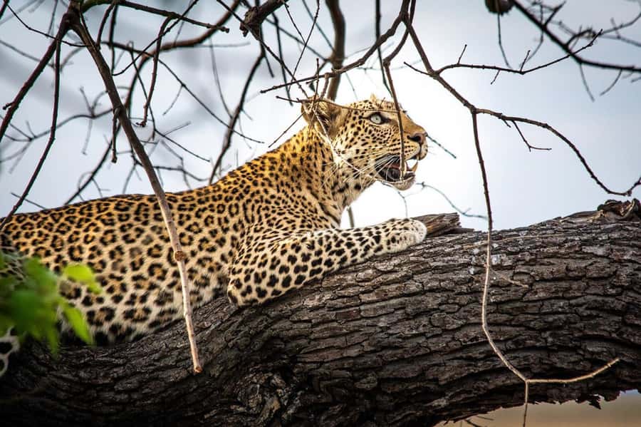 Victoria Falls: Chobe National Park Day Trip with Lunch - What to bring (and what to skip) for a smoother safari day