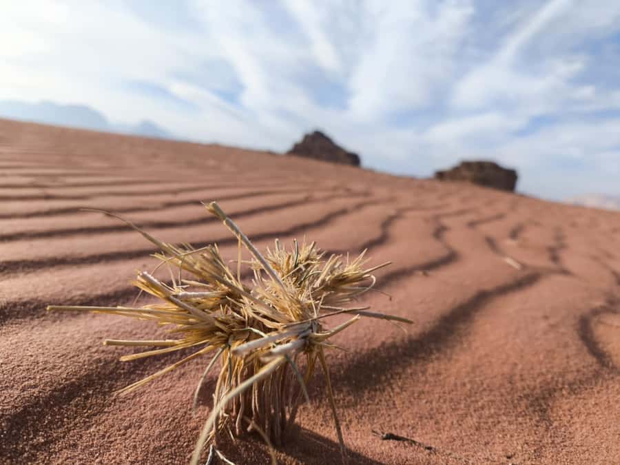 Wadi Rum: Morning or Sunset Jeep Tour - Al Ramal Red Sand Dune: The Biggest Time Block for Walking and Views