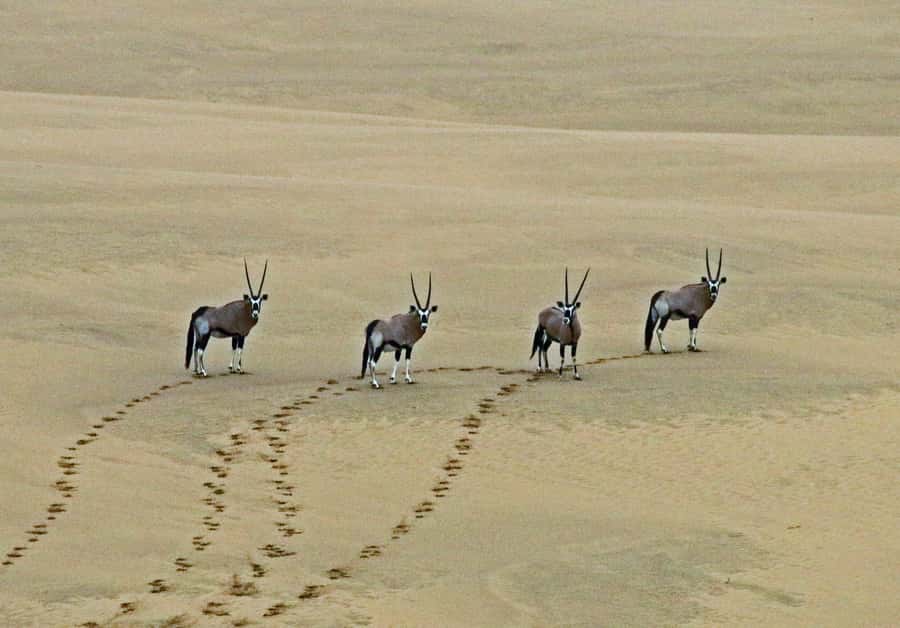 Walvis Bay: 4x4 Desert Excursion to Sandwich Harbour Bay - Price and value: what $153 buys you in the real world