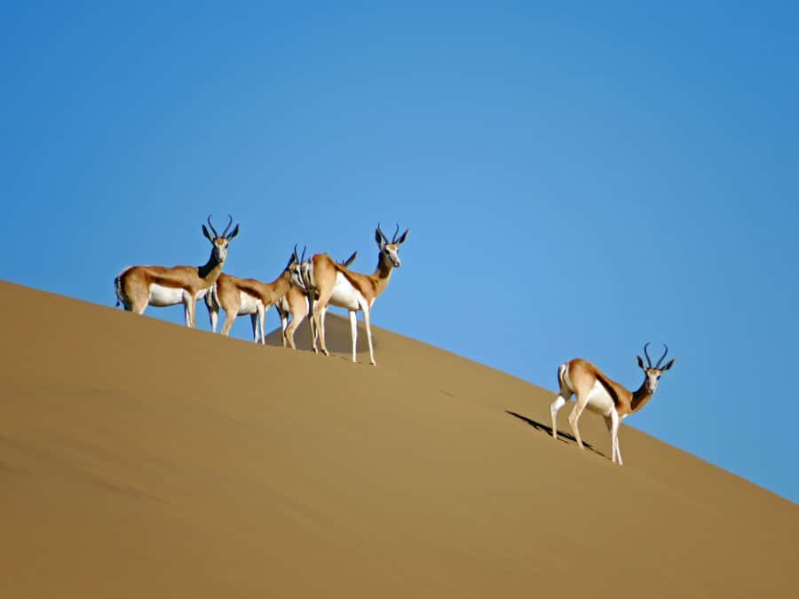 Walvis Bay: 4x4 Desert Excursion to Sandwich Harbour Bay - Who should book this Sandwich Harbour dune-and-lagoon excursion