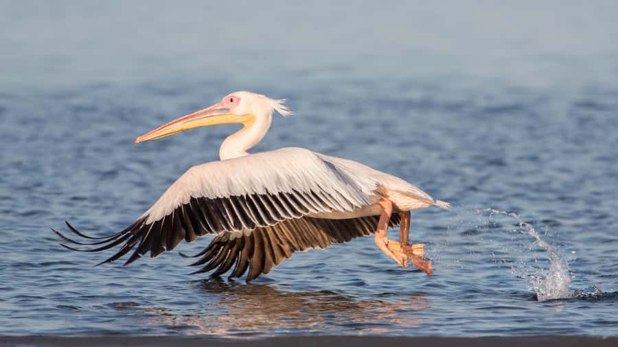 Walvis Bay and Sandwich Harbour Tour - Pink lakes and the salt works pass: what you’re actually seeing