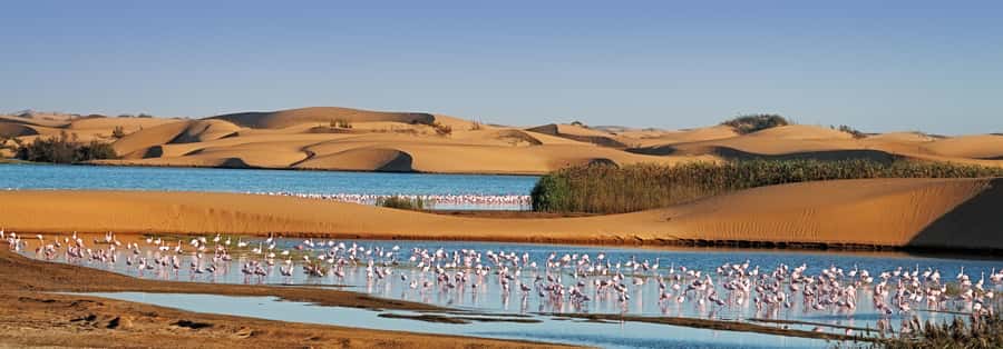 Walvis Bay and Sandwich Harbour Tour - Wildlife chances on the return: keep your eyes open