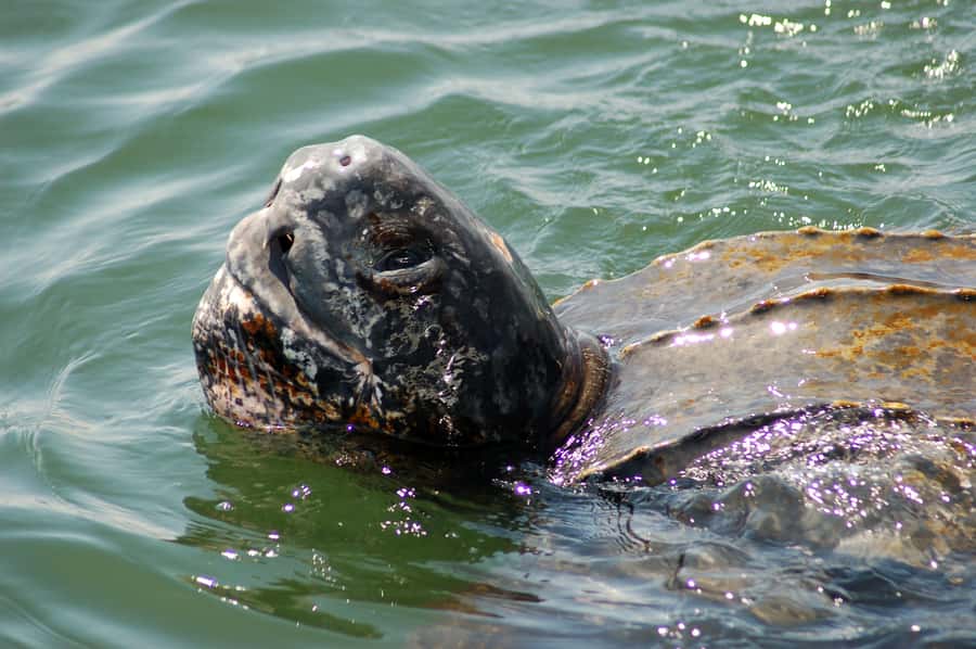 Walvis Bay: Marine Big 5 Luxury Catamaran Tour - Key moments that make this cruise worth your time
