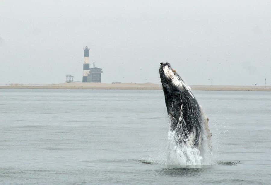 Walvis Bay: Marine Big 5 Luxury Catamaran Tour - The first leg: oyster farms, Pelican Point, and seal country