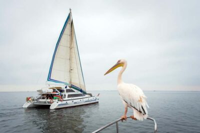 Walvis Bay: Marine Big 5 Luxury Catamaran Tour - Getting to the waterfront: timing and where to check in