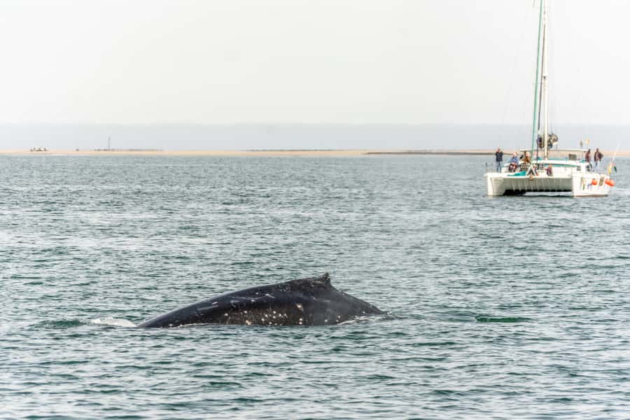 Walvis Bay: Marine Big 5 Luxury Catamaran Tour - The wildlife search: dolphins, whales, seals, and seabirds