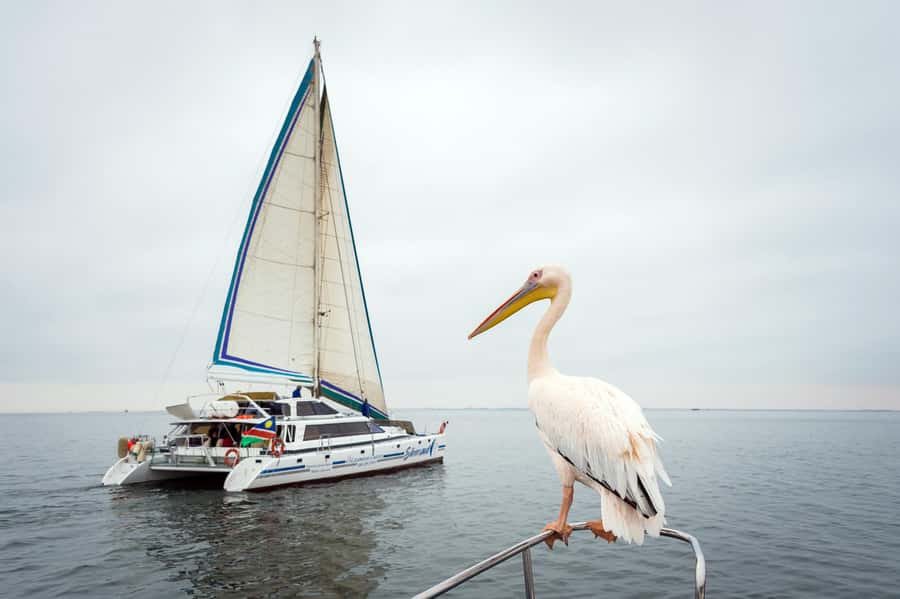 Walvis Bay: Marine Big 5 Luxury Catamaran Tour - Getting to the waterfront: timing and where to check in